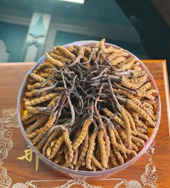 ĐÔNG TRÙNG TÂY TẠNG